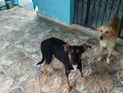 Cachorro raça SRD-ViraLata idade 7 a 11 meses nome tigrinho 