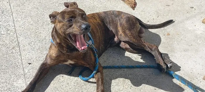 Cachorro raça Pit-Bull idade 7 a 11 meses nome Taisson