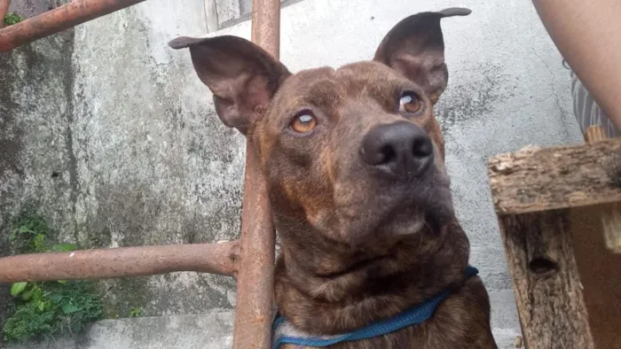 Cachorro raça Pit-Bull idade 7 a 11 meses nome Taisson