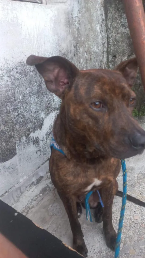 Cachorro raça Pit-Bull idade 7 a 11 meses nome Taisson