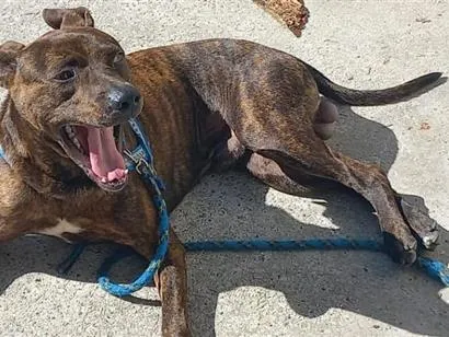 Cachorro raça Pit-Bull idade 7 a 11 meses nome Taisson