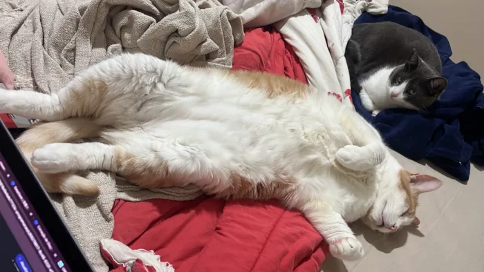 Gato raça SRD-ViraLata idade 6 ou mais anos nome Piter