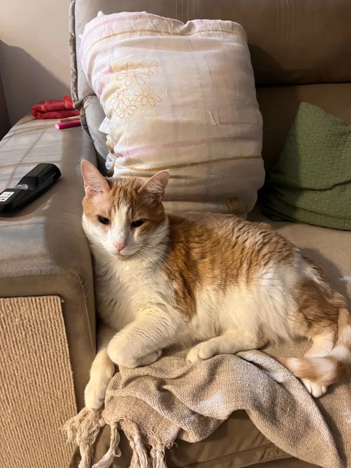 Gato raça SRD-ViraLata idade 6 ou mais anos nome Piter