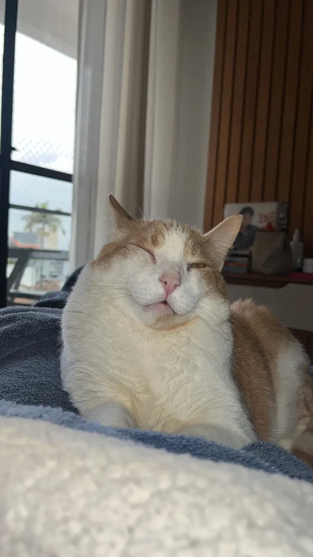 Gato raça SRD-ViraLata idade 6 ou mais anos nome Piter
