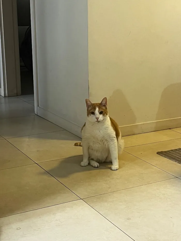 Gato raça SRD-ViraLata idade 6 ou mais anos nome Piter