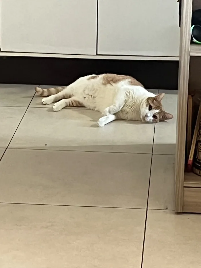 Gato raça SRD-ViraLata idade 6 ou mais anos nome Piter