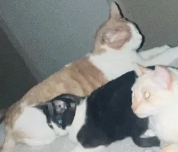 Gato raça SRD-ViraLata idade 6 ou mais anos nome Piter