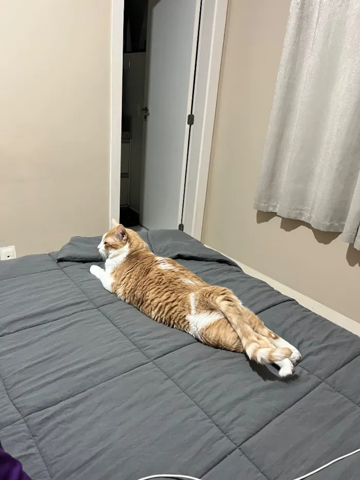 Gato raça SRD-ViraLata idade 6 ou mais anos nome Piter