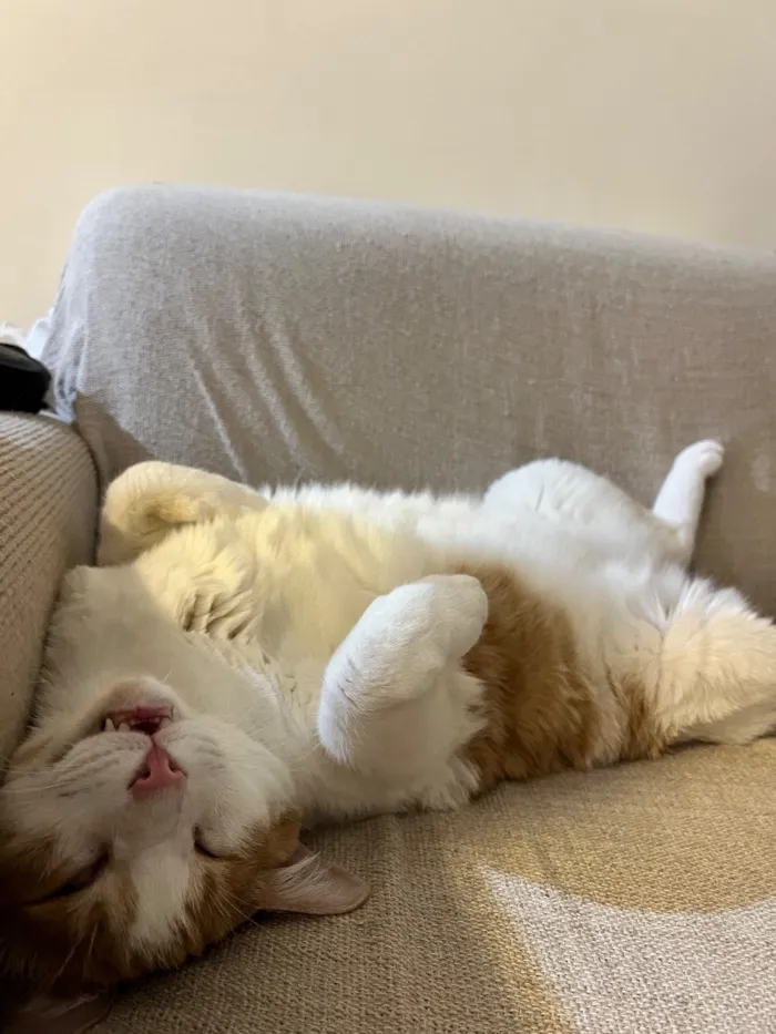 Gato raça SRD-ViraLata idade 6 ou mais anos nome Piter