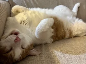 Gato raça SRD-ViraLata idade 6 ou mais anos nome Piter