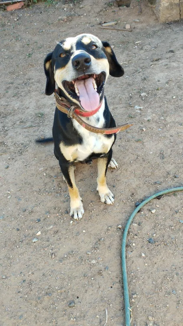 Cachorro raça SRD-ViraLata idade 3 anos nome Milles