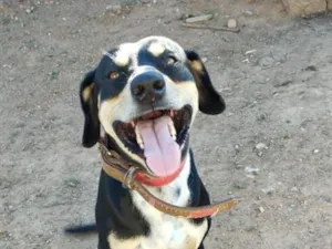 Cachorro raça SRD-ViraLata idade 3 anos nome Milles