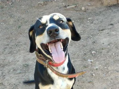 Cachorro raça SRD-ViraLata idade 3 anos nome Milles