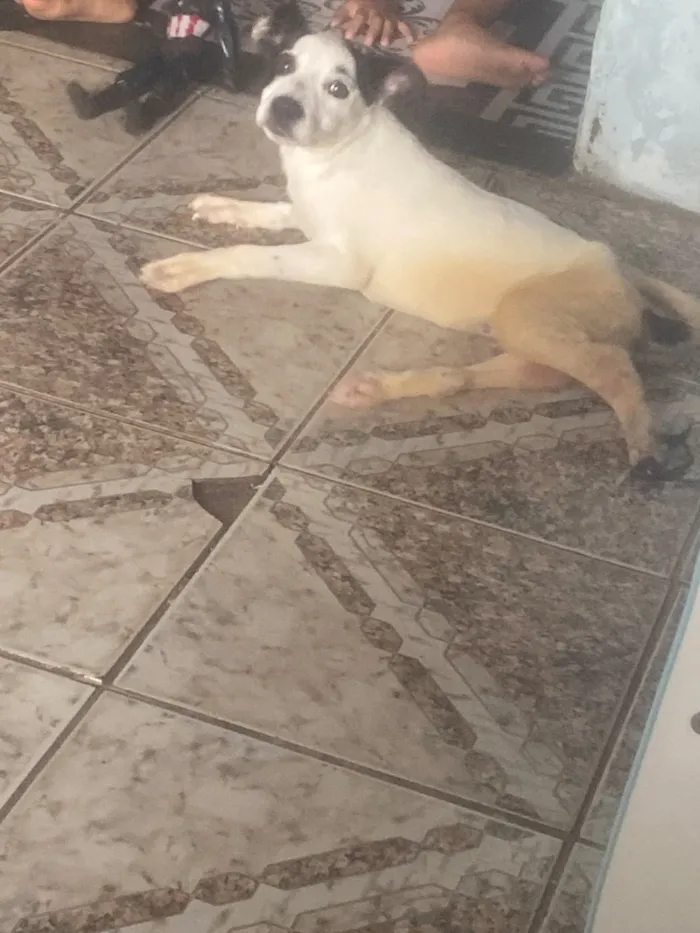 Cachorro raça SRD-ViraLata idade 2 a 6 meses nome Nina