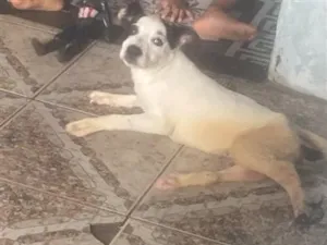 Cachorro raça SRD-ViraLata idade 2 a 6 meses nome Nina