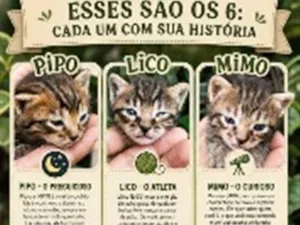Gato raça SRD-ViraLata idade Abaixo de 2 meses nome Pipo, Lico, Mimo, Teco, Doce & Noite
