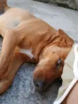 Tomas