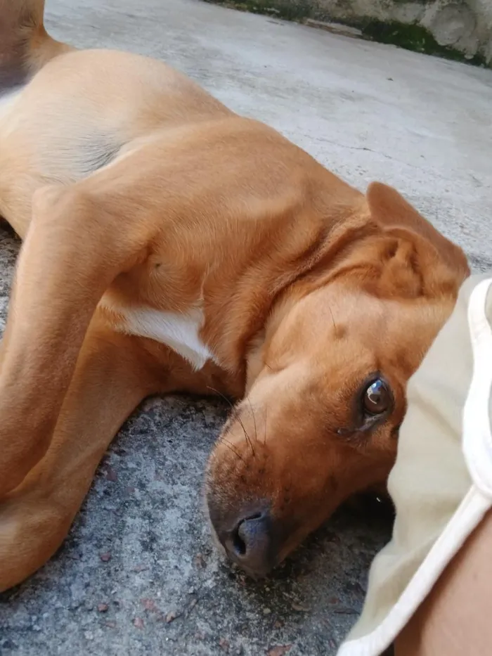 Cachorro raça SRD-ViraLata idade 6 ou mais anos nome Tomas