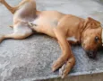 Tomas