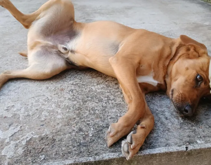 Cachorro raça SRD-ViraLata idade 6 ou mais anos nome Tomas