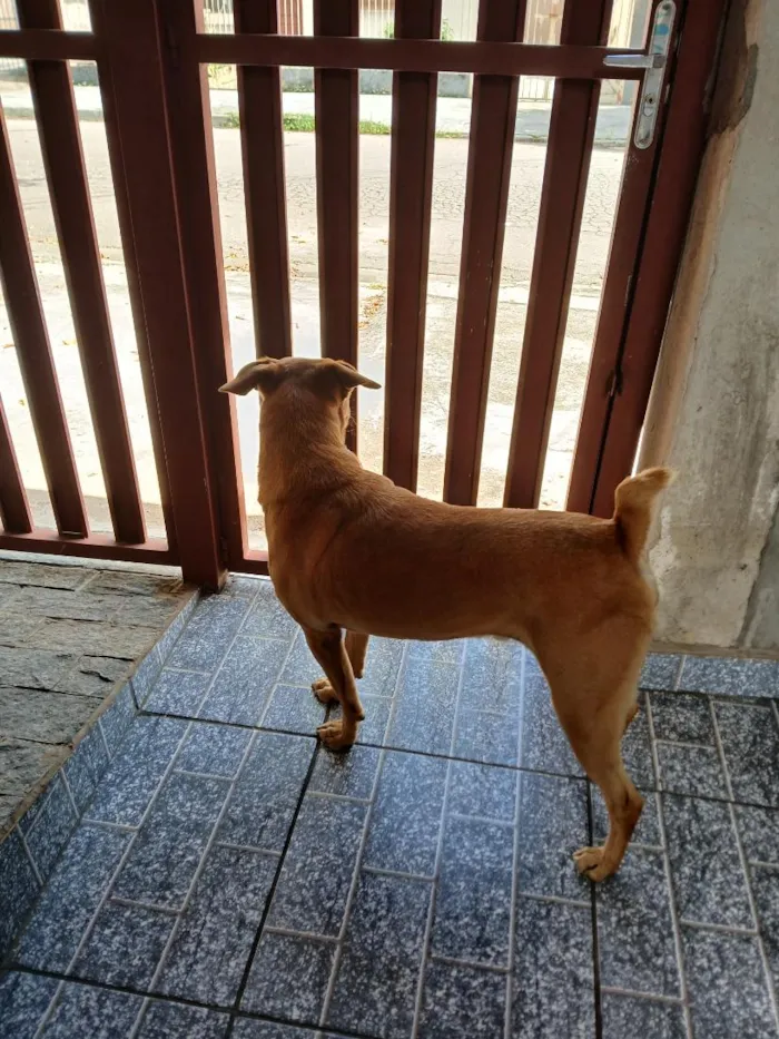 Cachorro raça SRD-ViraLata idade 6 ou mais anos nome Tomas