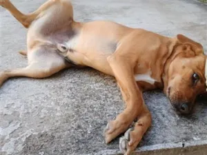 Cachorro raça SRD-ViraLata idade 6 ou mais anos nome Tomas
