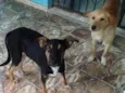 tigrinho 