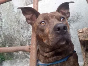Cachorro raça Pit-Bull idade 7 a 11 meses nome Taisson
