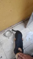 Lua