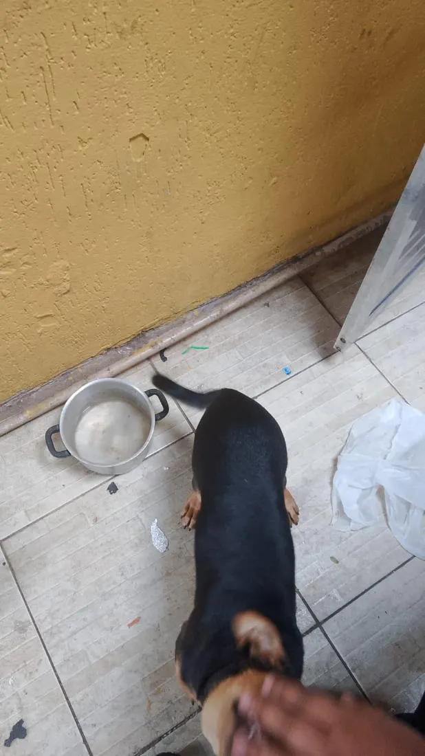 Cachorro raça Labrador idade 2 a 6 meses nome Lua