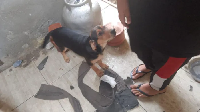 Cachorro raça Labrador idade 2 a 6 meses nome Lua