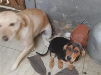 Cachorro raça Labrador idade 2 a 6 meses nome Lua