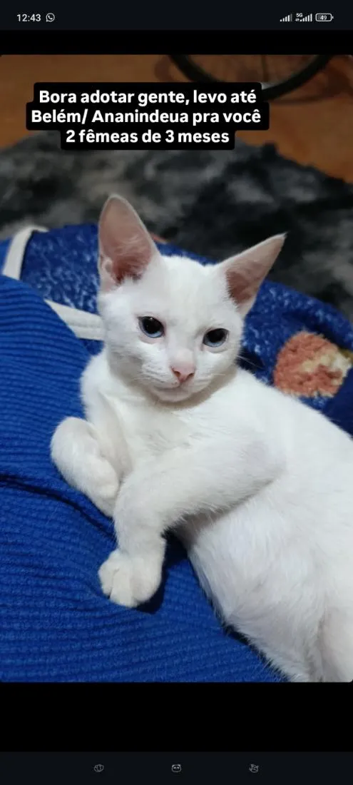 Gato raça SRD-ViraLata idade 2 a 6 meses nome floco de neve 