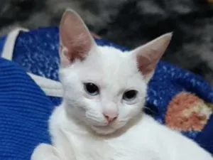 Gato raça SRD-ViraLata idade 2 a 6 meses nome floco de neve 