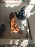 doli