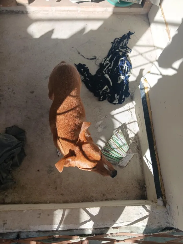 Cachorro raça SRD-ViraLata idade 2 anos nome doli