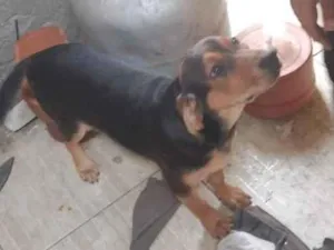 Cachorro raça Labrador idade 2 a 6 meses nome Lua