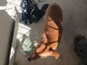 Cachorro raça SRD-ViraLata idade 2 anos nome doli