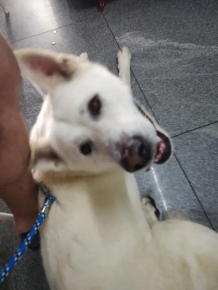 Cachorro raça Lhasa Apso idade 3 anos nome Zeus