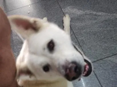 Cachorro raça Lhasa Apso idade 3 anos nome Zeus