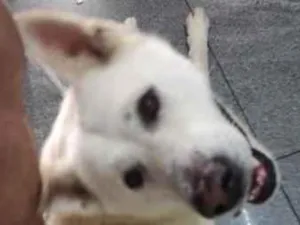 Cachorro raça Lhasa Apso idade 3 anos nome Zeus