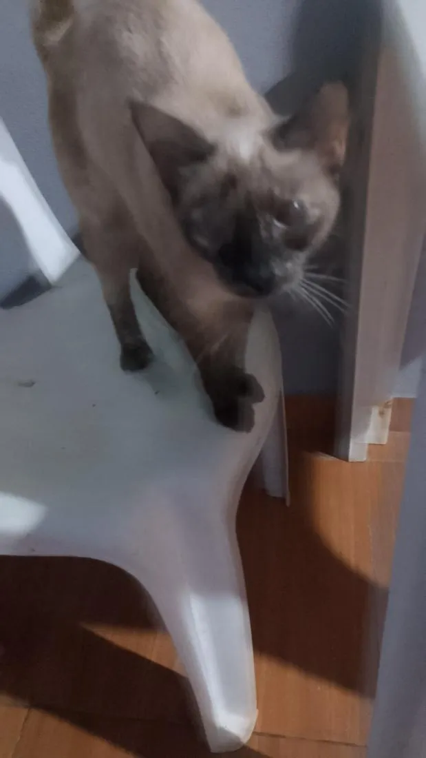 Gato raça Siamês idade 7 a 11 meses nome Pandora 