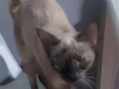 Gato raça Siamês idade 7 a 11 meses nome Pandora 