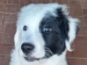 Cachorro raça SRD-ViraLata idade 2 a 6 meses nome Apollo 