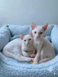 Nino e Floquinho 