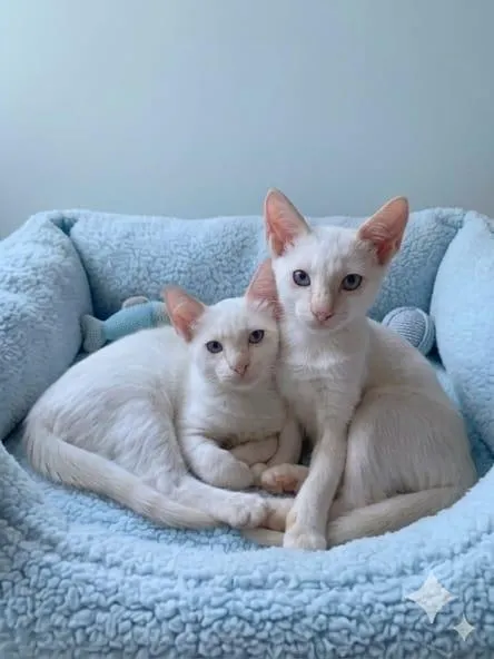 Gato raça SRD-ViraLata idade 2 a 6 meses nome Nino e Floquinho 