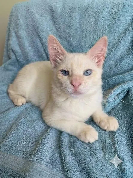 Gato raça SRD-ViraLata idade 2 a 6 meses nome Nino e Floquinho 