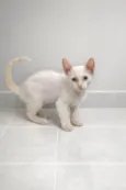 Nino e Floquinho 