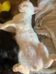 Nino e Floquinho 