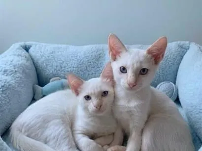 Gato raça SRD-ViraLata idade 2 a 6 meses nome Nino e Floquinho 